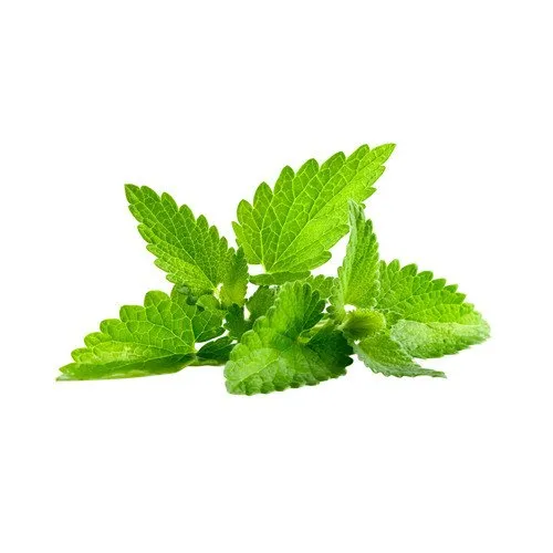 ayurvedic-mint-herb-500x500-2